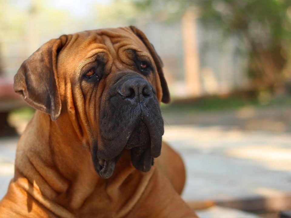 Boerboel