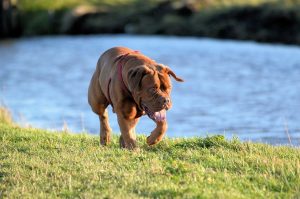 Bordeaux dog