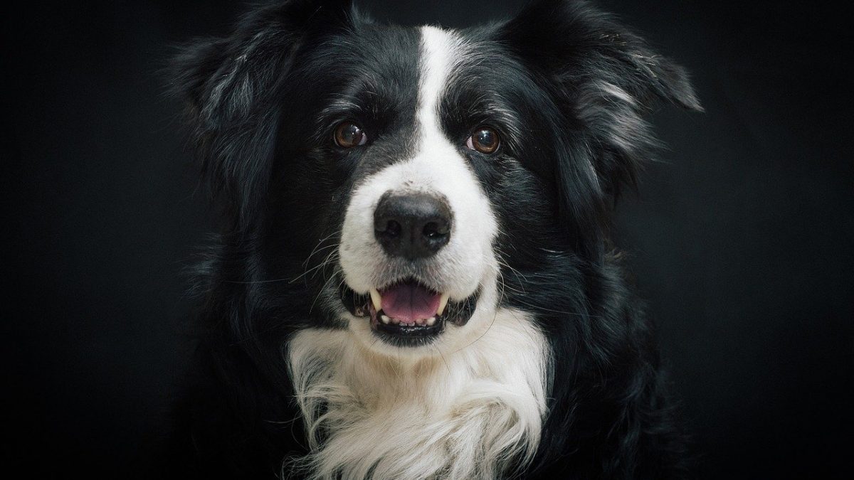 Border Collie