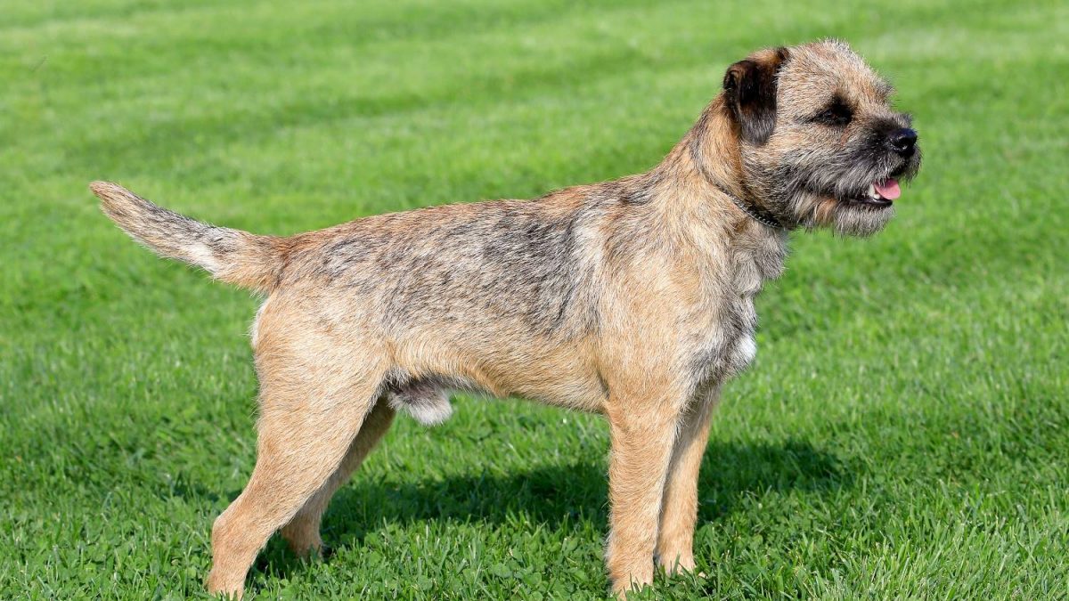 border terrier Depositphotos_33769317_S