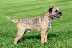 border terrier Depositphotos_33769317_S