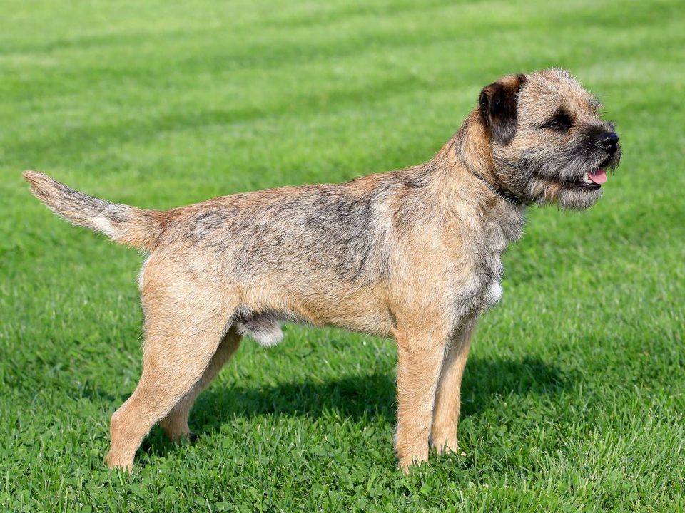 border terrier Depositphotos_33769317_S