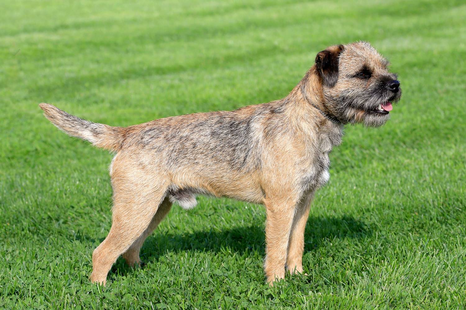 Border Terrier Karakter Hondenrassen De Nieuwe Hond