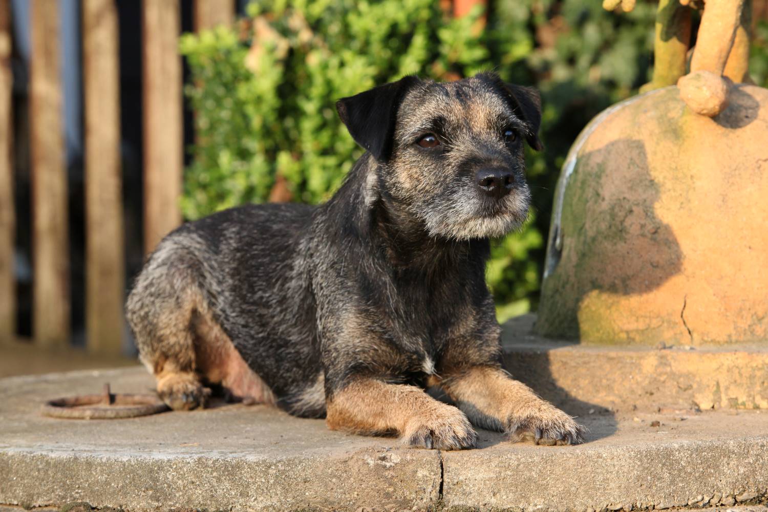 border terrier Depositphotos_34711773_S