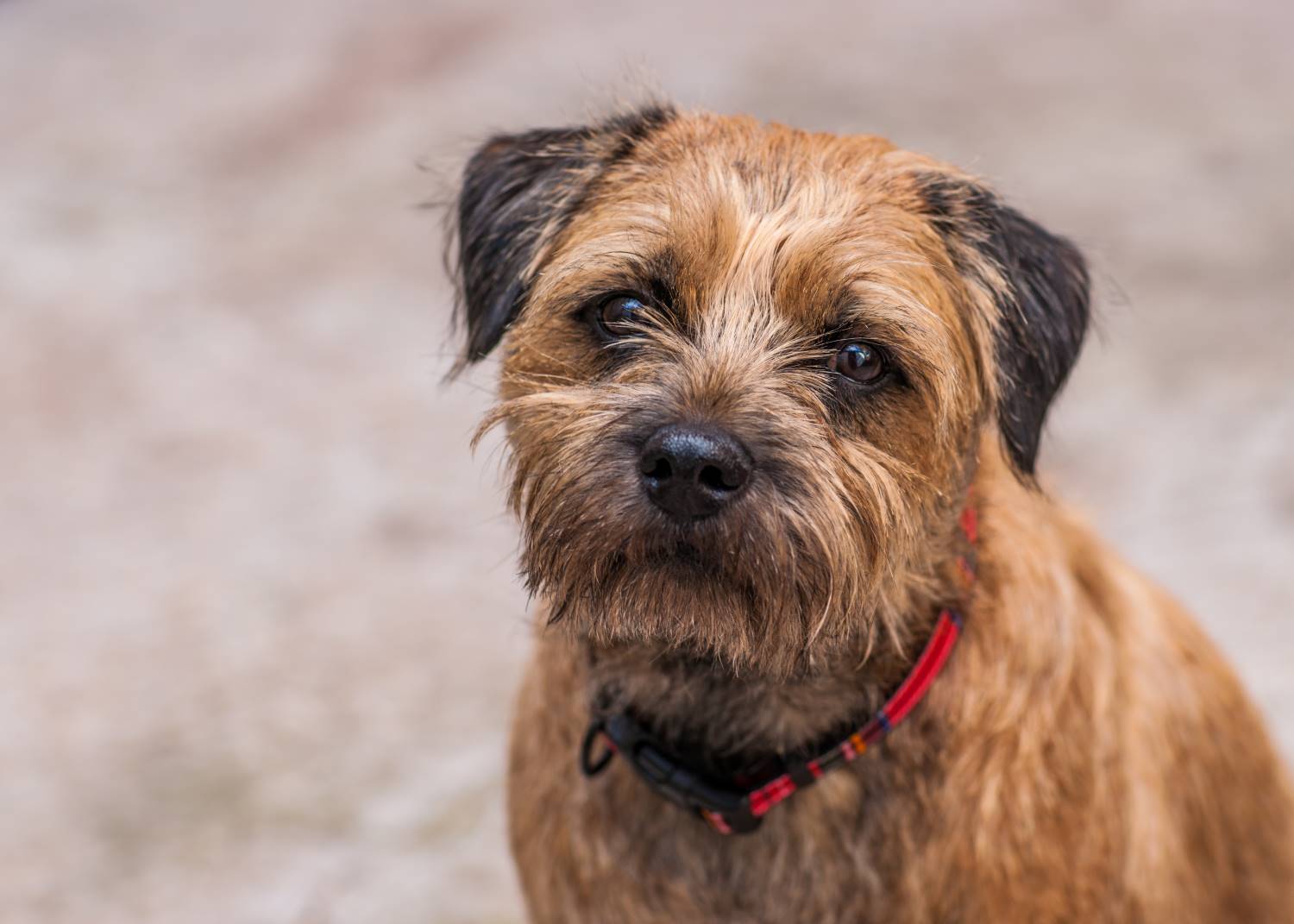 border terrier Depositphotos_71207779_S