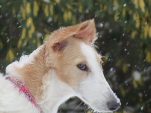 Borzoi-Russische windhond