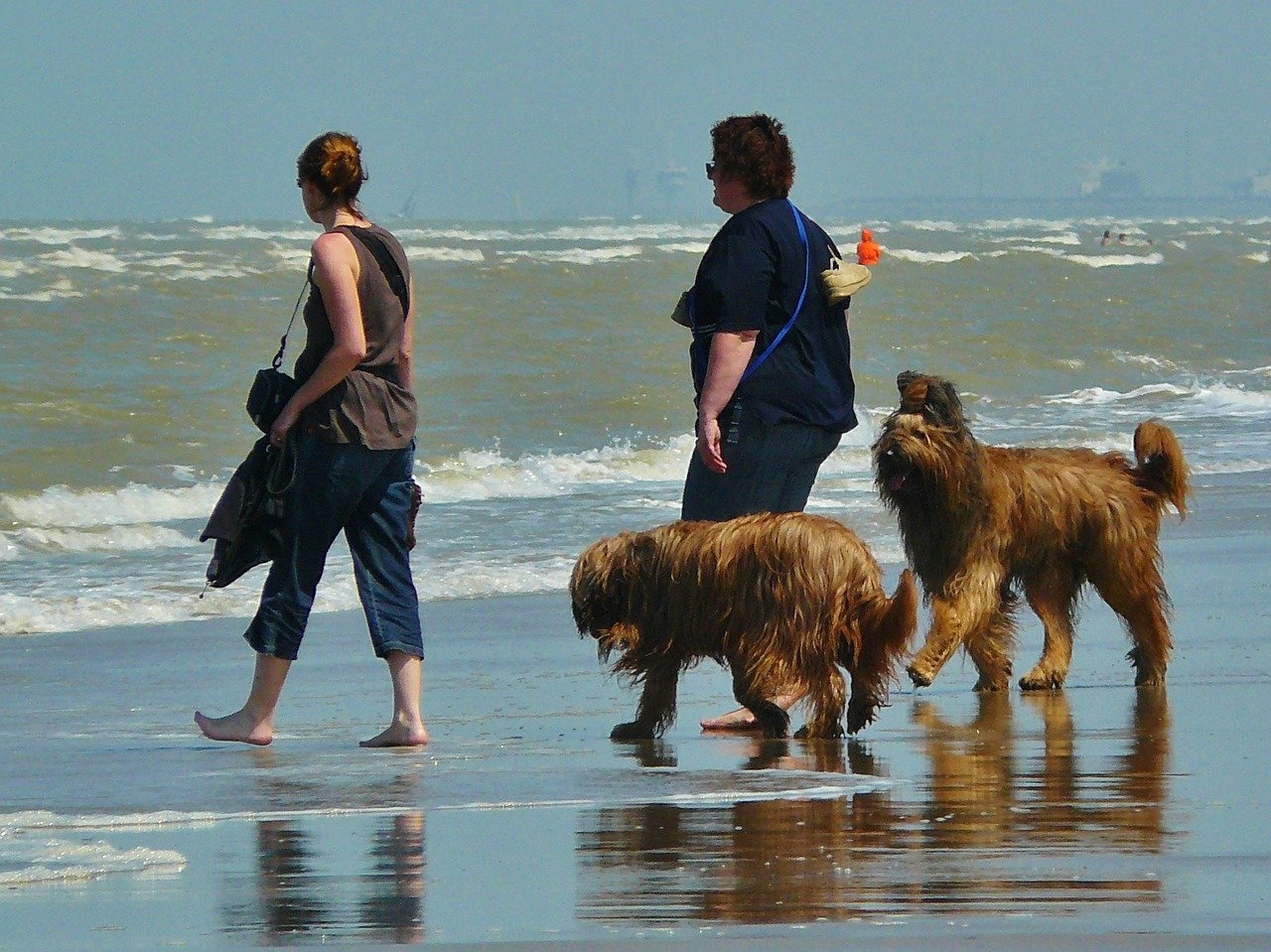 Bouvier des Flandres