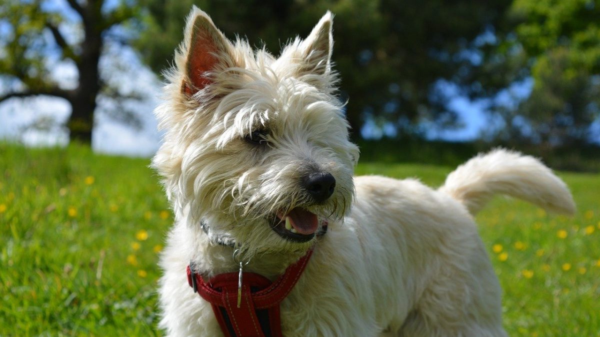 Cairn terrier