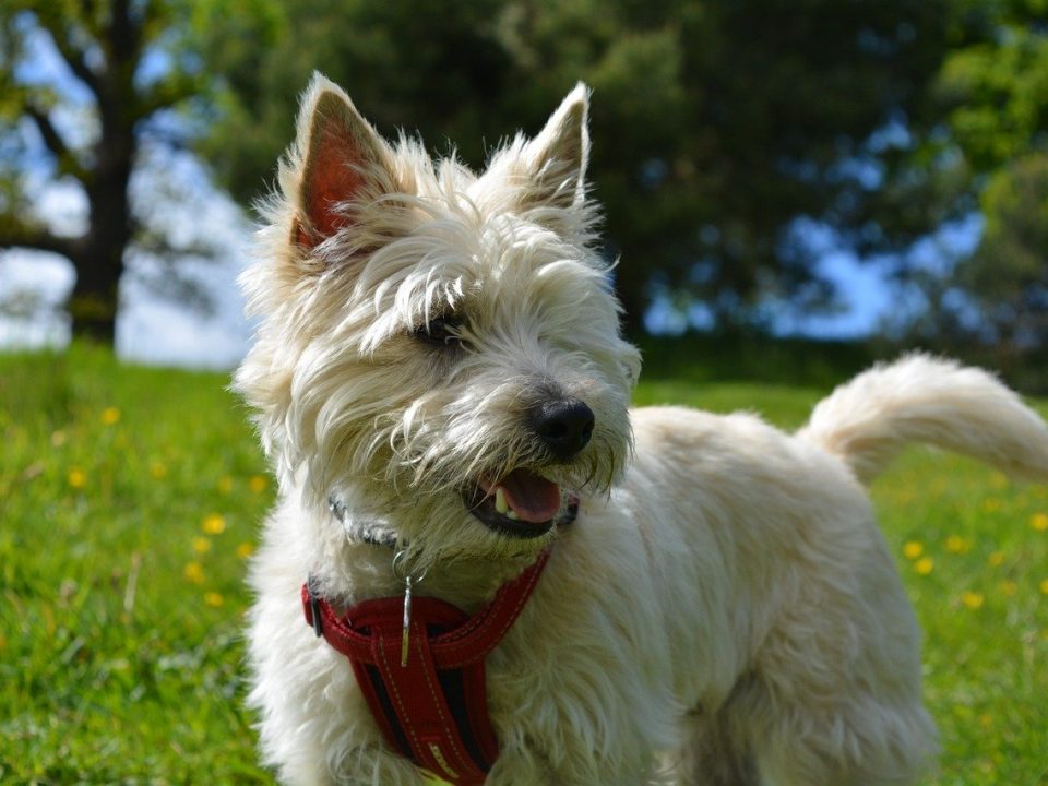 Cairn terrier