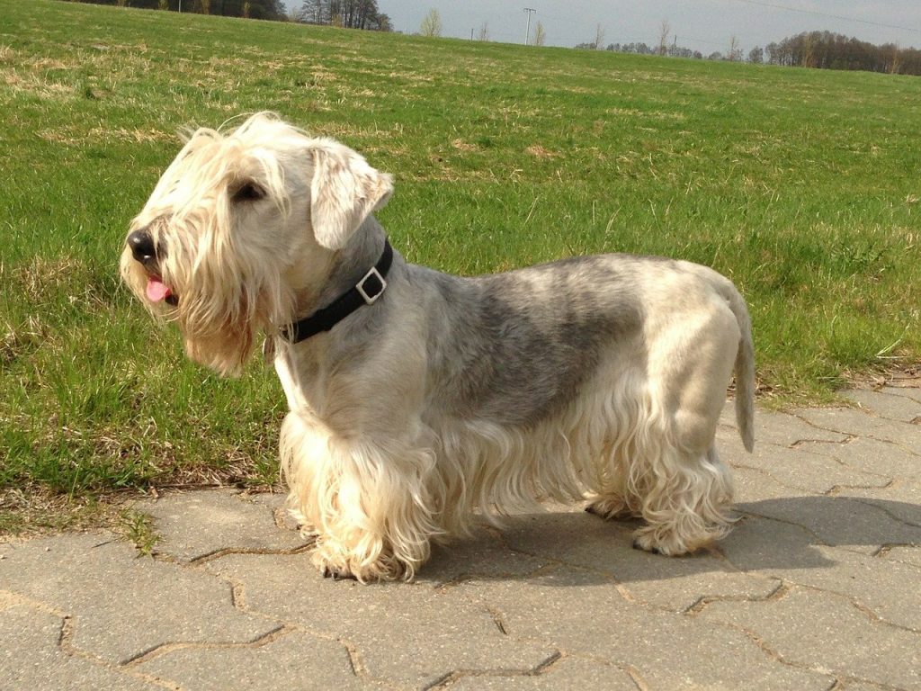 Cesky Terrier of Boheemse Terrier