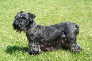 Cesky Terrier of Boheemse Terrier