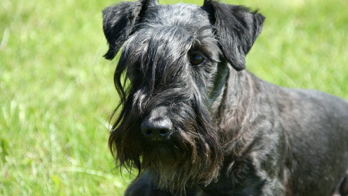 Cesky Terrier of Boheemse Terrier