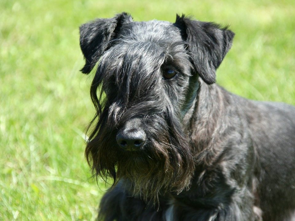 Cesky Terrier of Boheemse Terrier