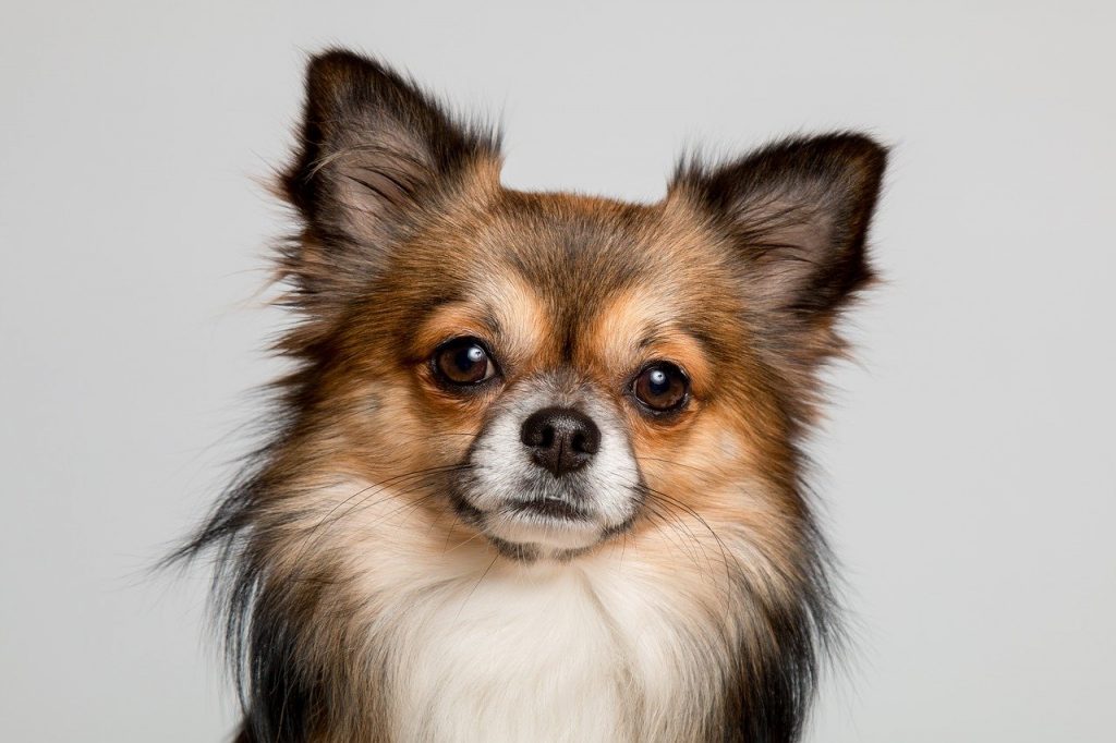 Intact Optimaal verhaal 26 Kleine hondenrassen met foto | De Nieuwe Hond