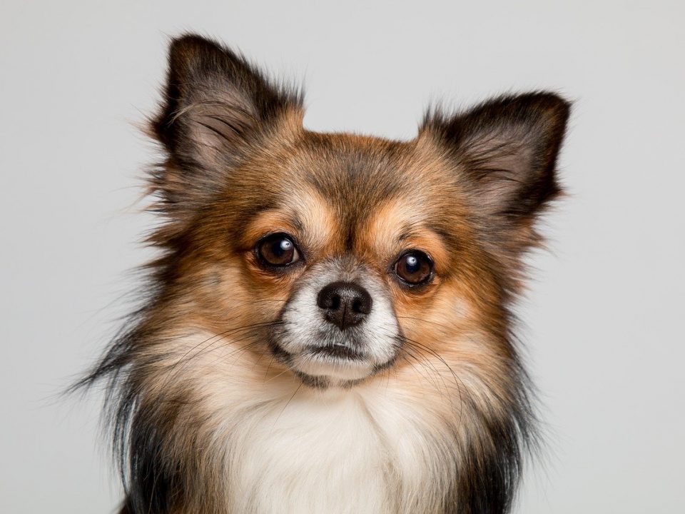 26 Kleine hondenrassen met foto De Nieuwe Hond