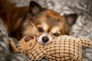 Chihuahua puppy