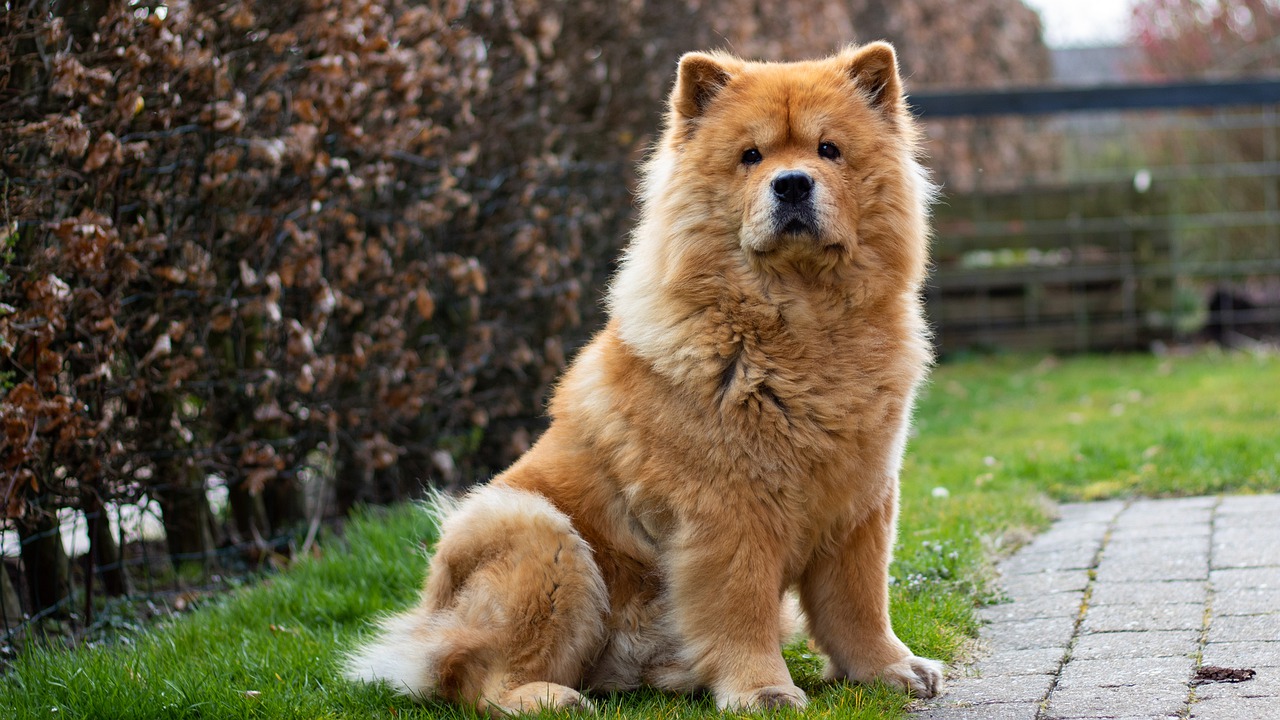 chow-chow-7130445_1280