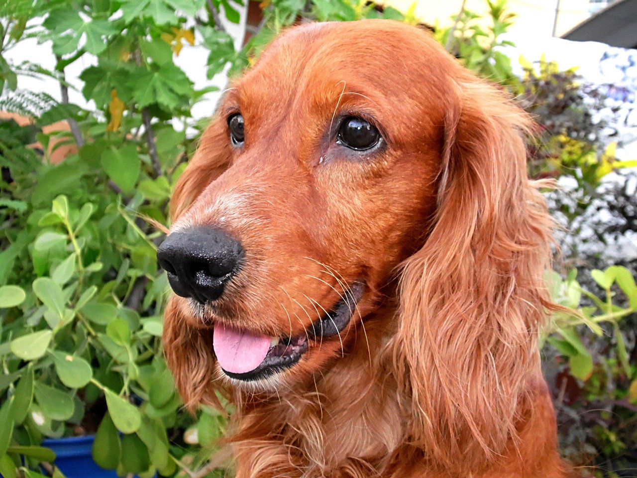 Amerikaanse Cocker Spaniel