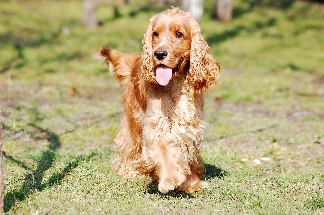 Engelse Cocker Spaniel