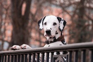 dalmatians