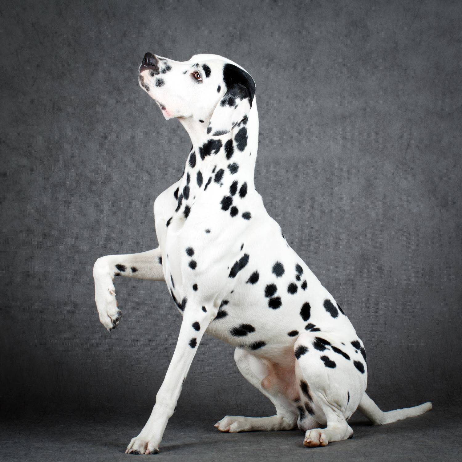 dalmatier Depositphotos_57463033_S