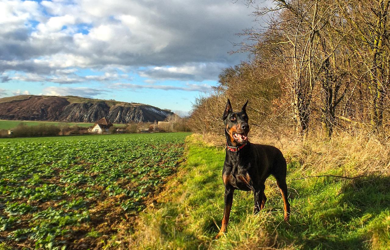 dobermann Pinscher-1177955_1280