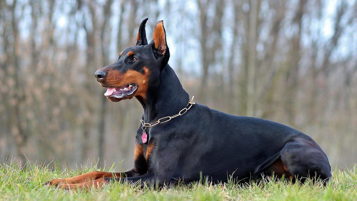 dobermann lying-1283356_1280