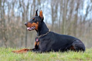 dobermann lying-1283356_1280