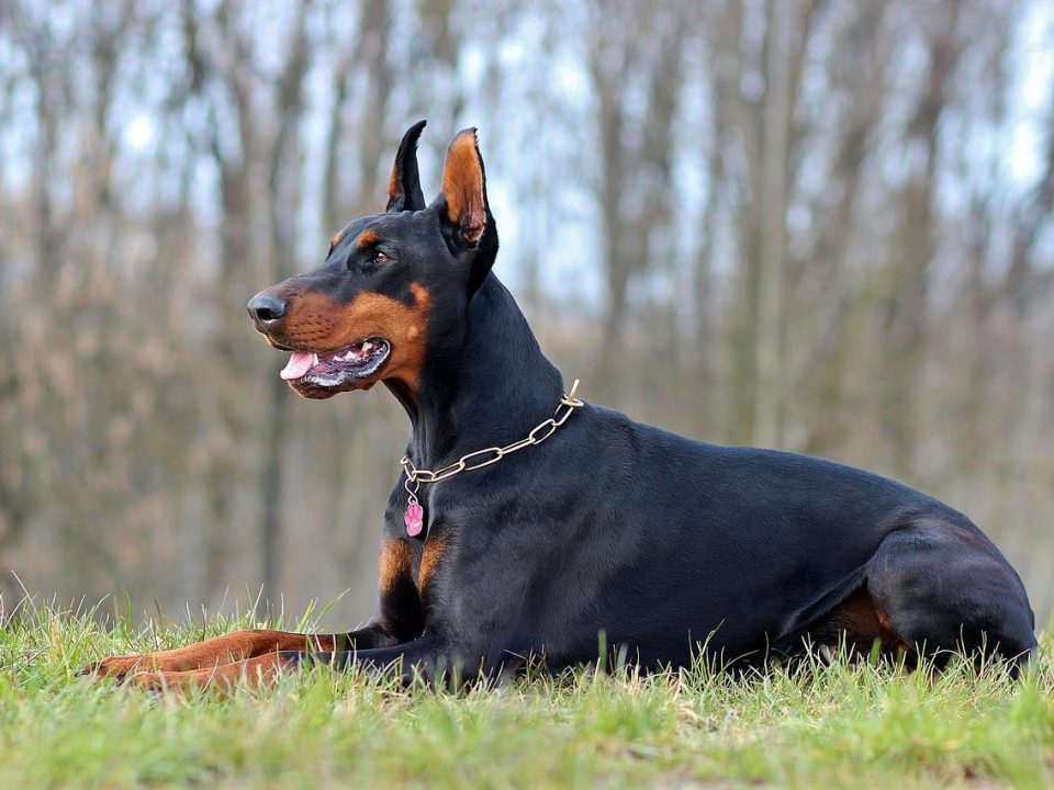 dobermann lying-1283356_1280