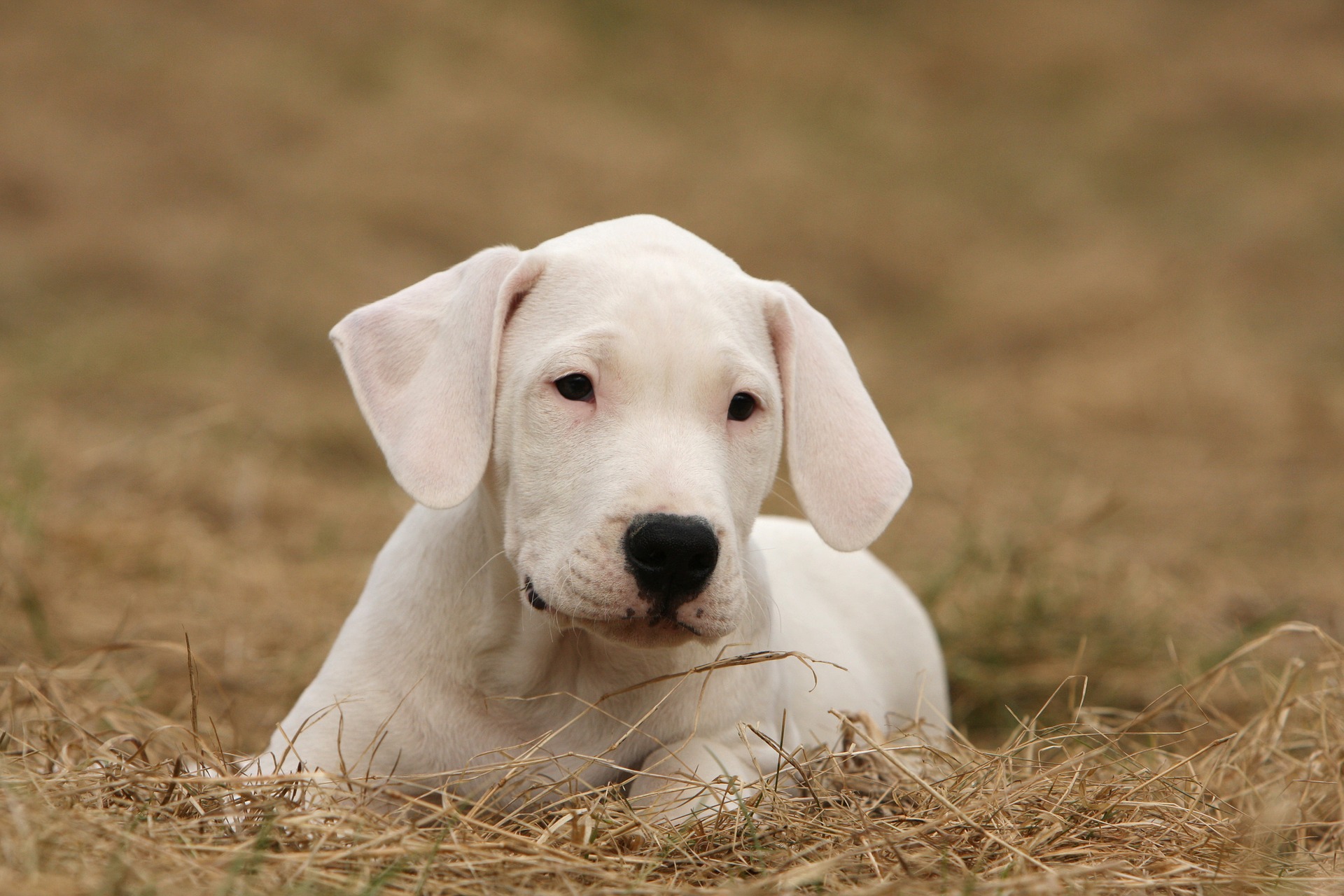 Argentijnse Dog