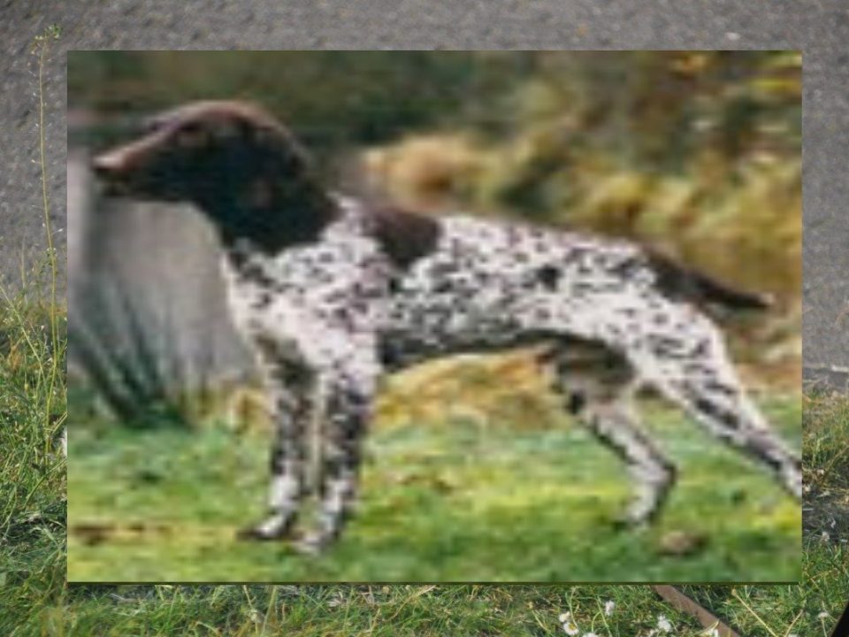 Duitse staande hond, korthaar