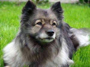 dwergkeeshond