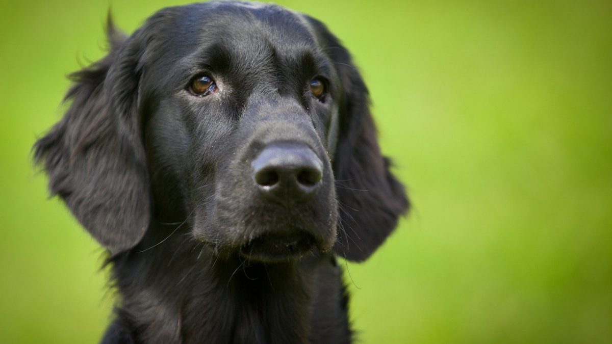 flatcoated-retriever