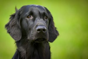 flatcoated-retriever