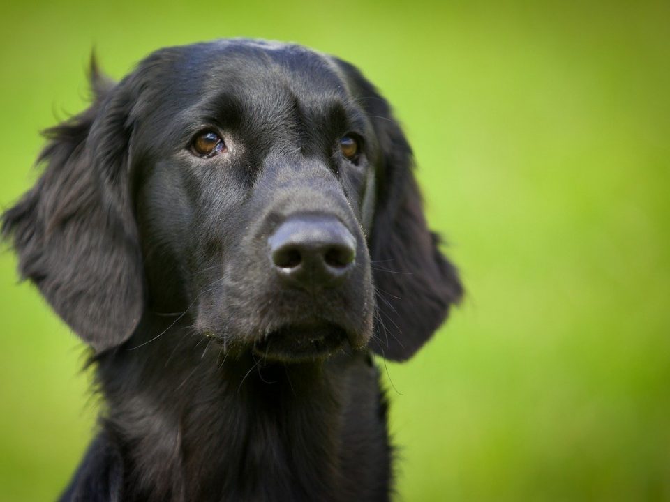 flatcoated-retriever