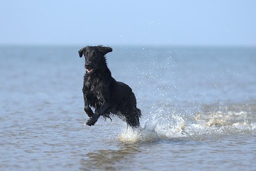 Flatcoated Retriever - flatcoated retriever 3299393 340