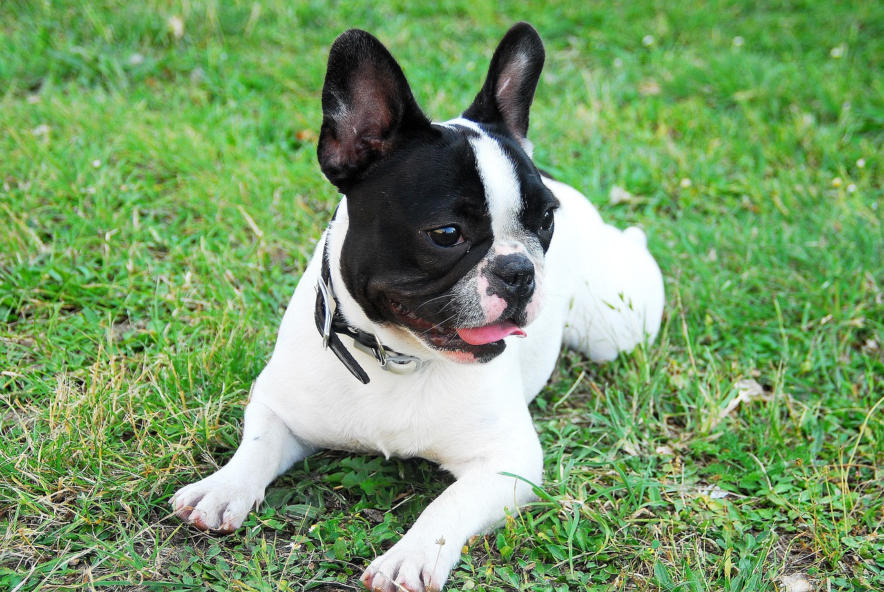 franse bulldog - frenchie puppy-279081_1280