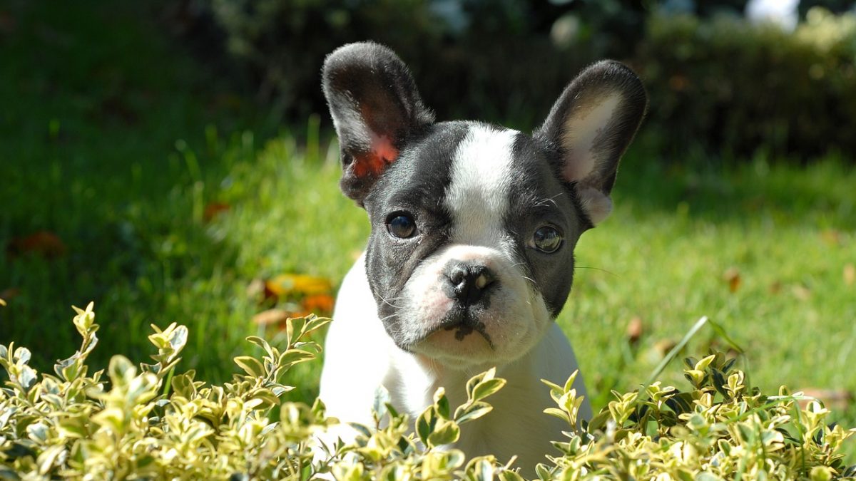 franse-bulldog puppy-265420_1280