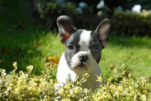 franse-bulldog puppy-265420_1280