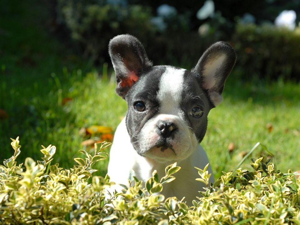 franse-bulldog puppy-265420_1280