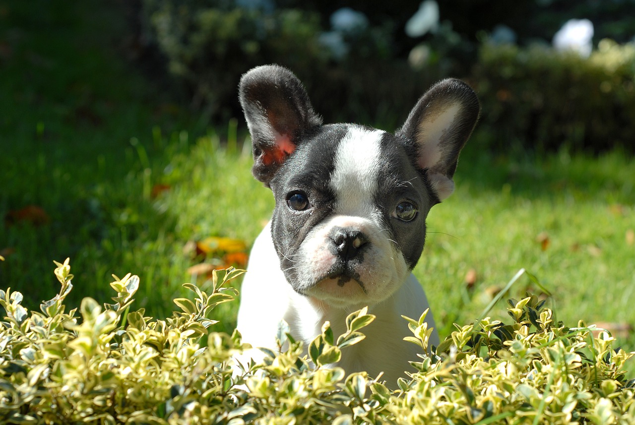 makkelijke hondenrassen franse-bulldog puppy-265420_1280