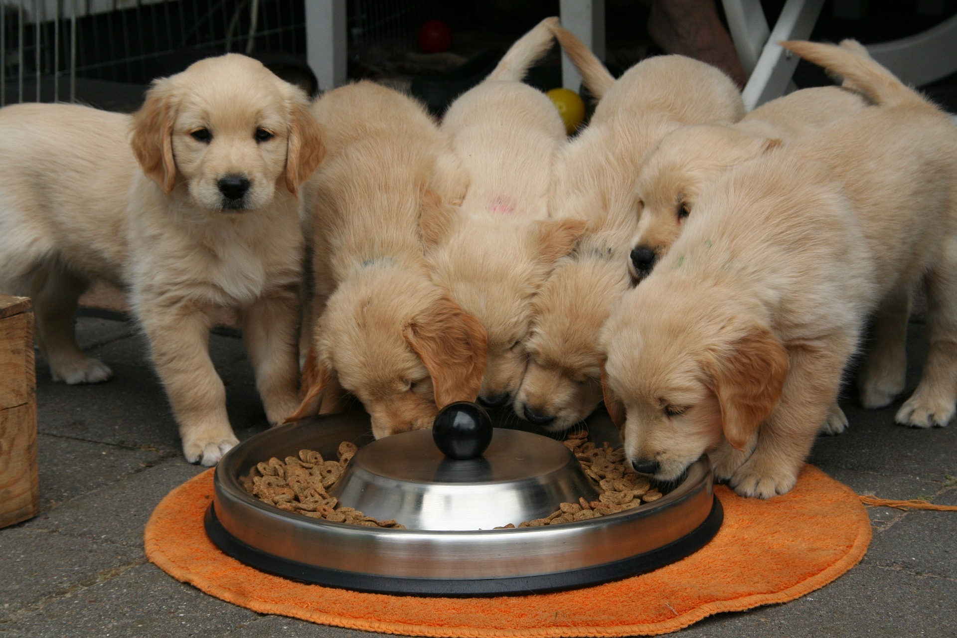 golden-retriever-pups