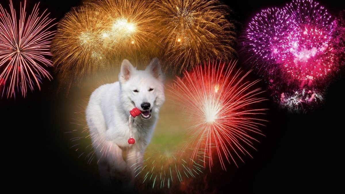 hond-en-vuurwerk