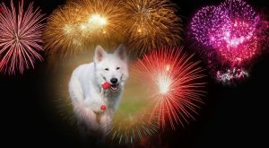 hond-en-vuurwerk