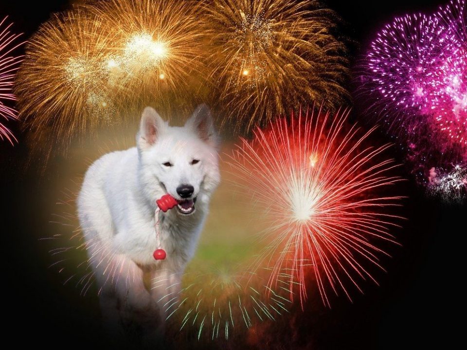 hond-en-vuurwerk