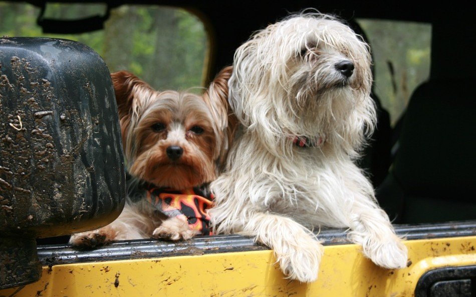 hond-in-de-auto