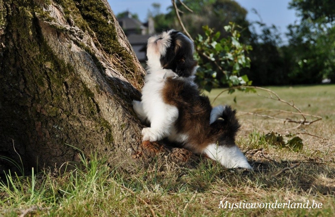 hond zindelijk maken