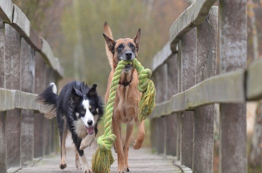 honden-spelen-met-koorde