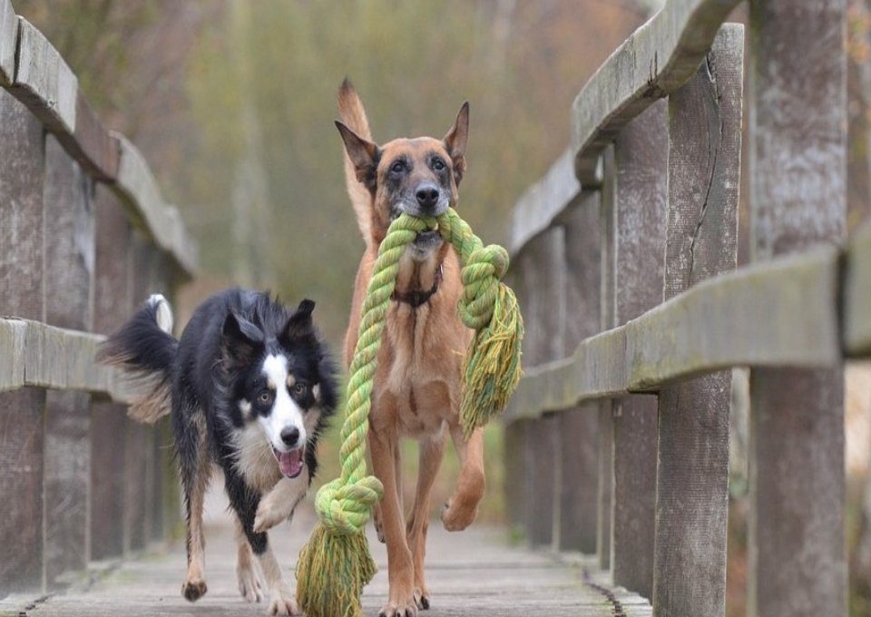 honden-spelen-met-koorde