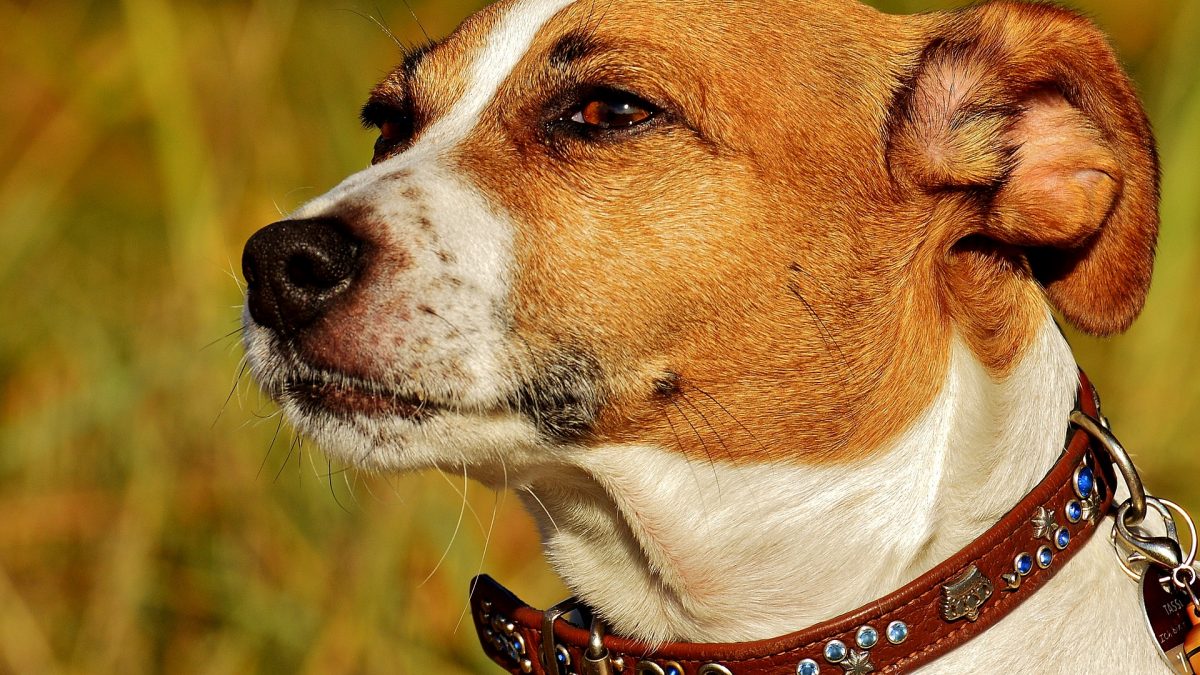 Jack Russell Terrier